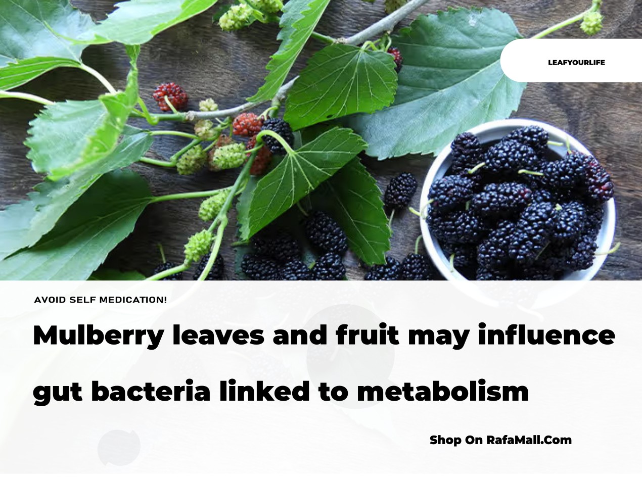 Fresh green mulberry leaves and ripe purple mulberry fruit on a branch, illustrating the plant parts discussed for gut health and metabolism.