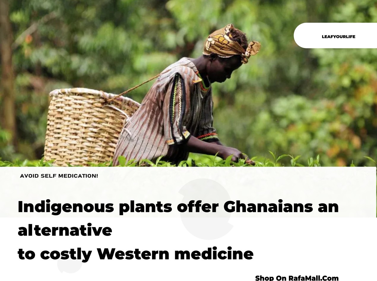 Indigenous plants offer Ghanaians an alternative to costly Western medicine