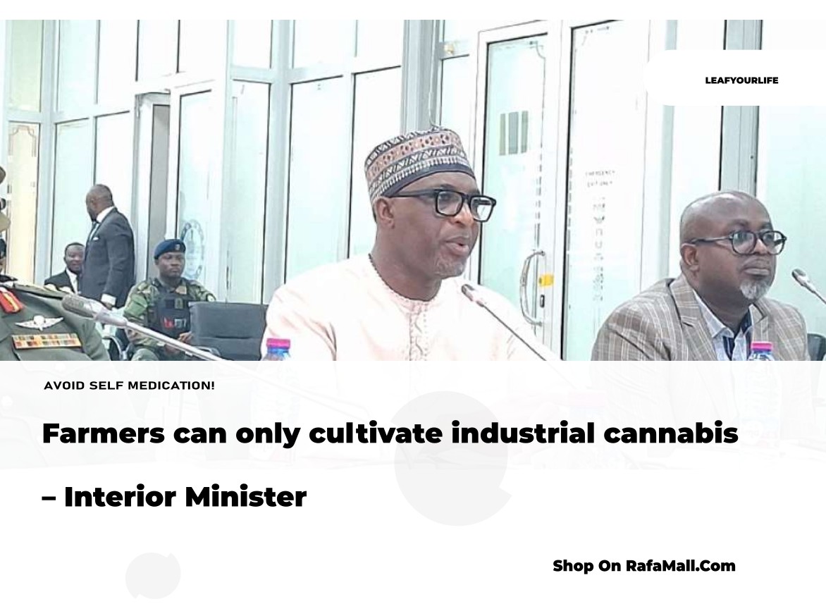 A close-up view of industrial cannabis plants growing under controlled conditions, representing Ghana's legal framework for cultivation.