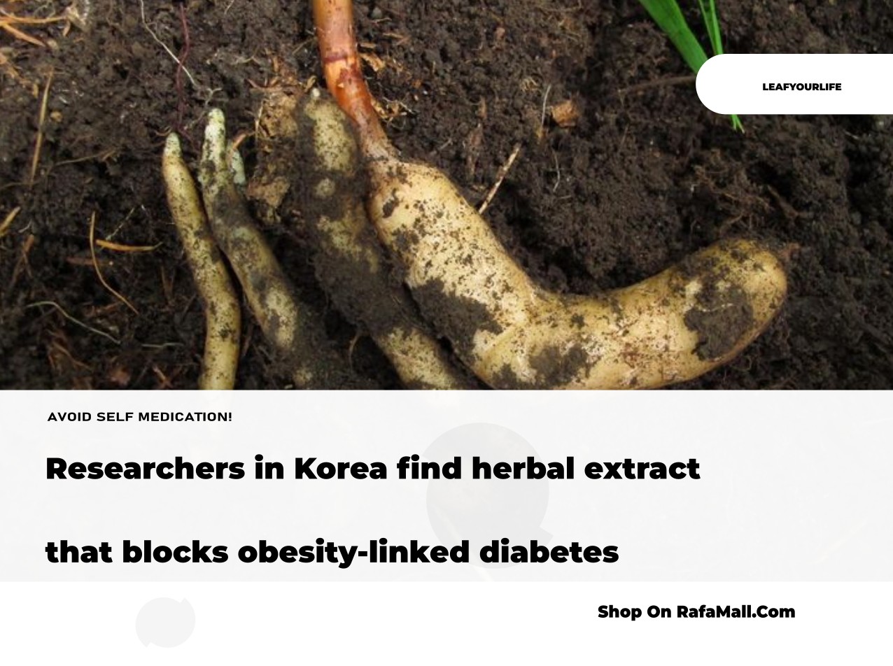 Scientific illustration depicting Gastrodia elata (cheonma) plant and cellular processes related to obesity-linked diabetes research