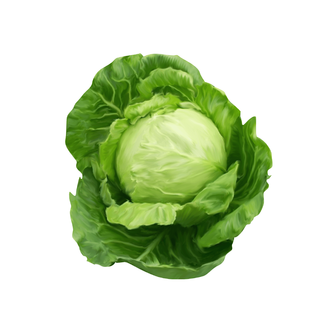 Organic Cabbage- 1Kg