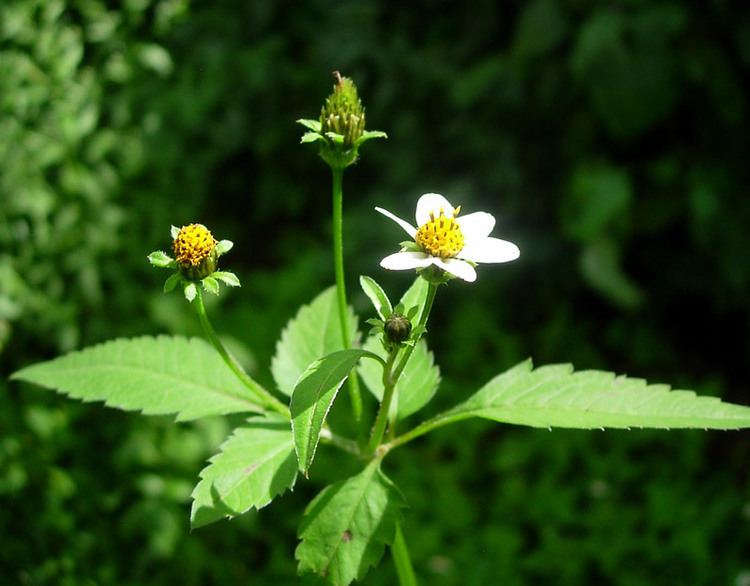 Bidens Pilosa Leaves- 250g