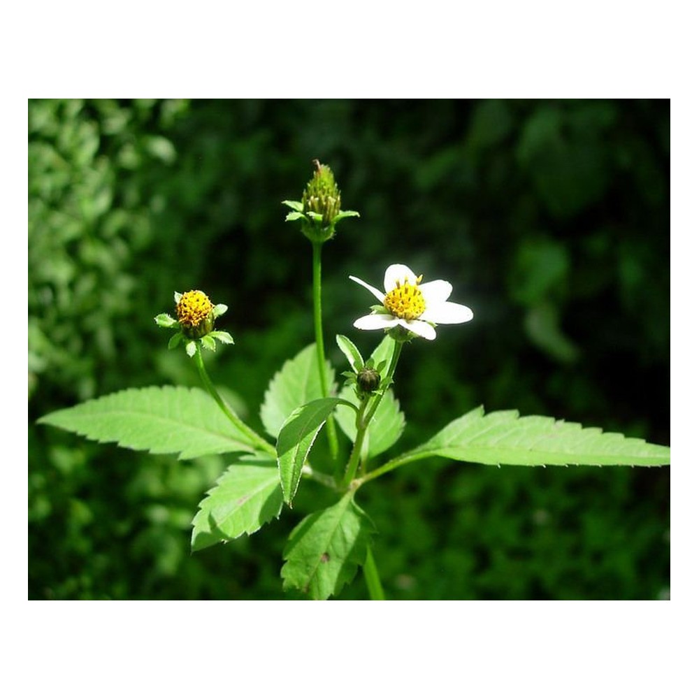Bidens Pilosa Leaves- 250g — Rafamall