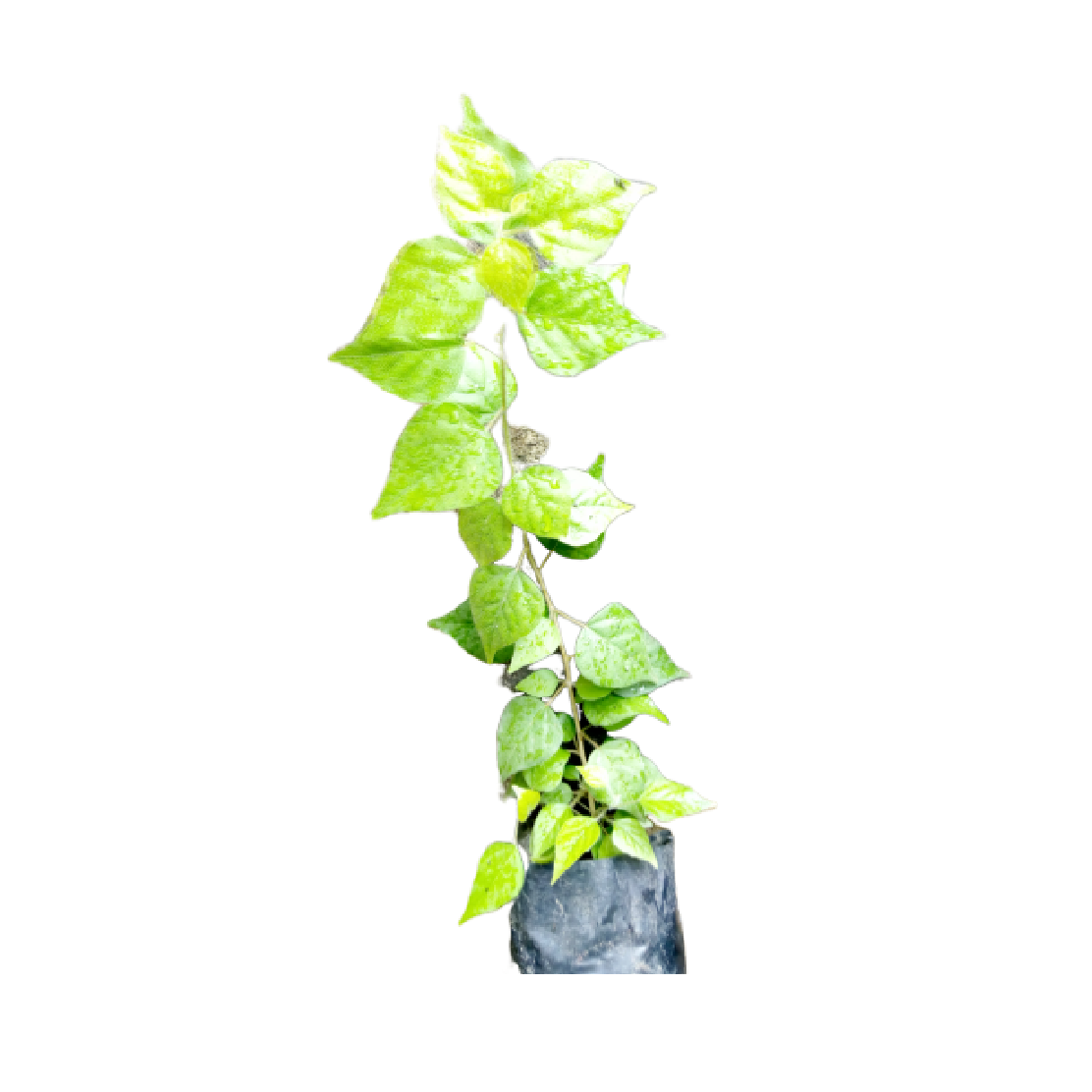 Croton membranaceus seedlings