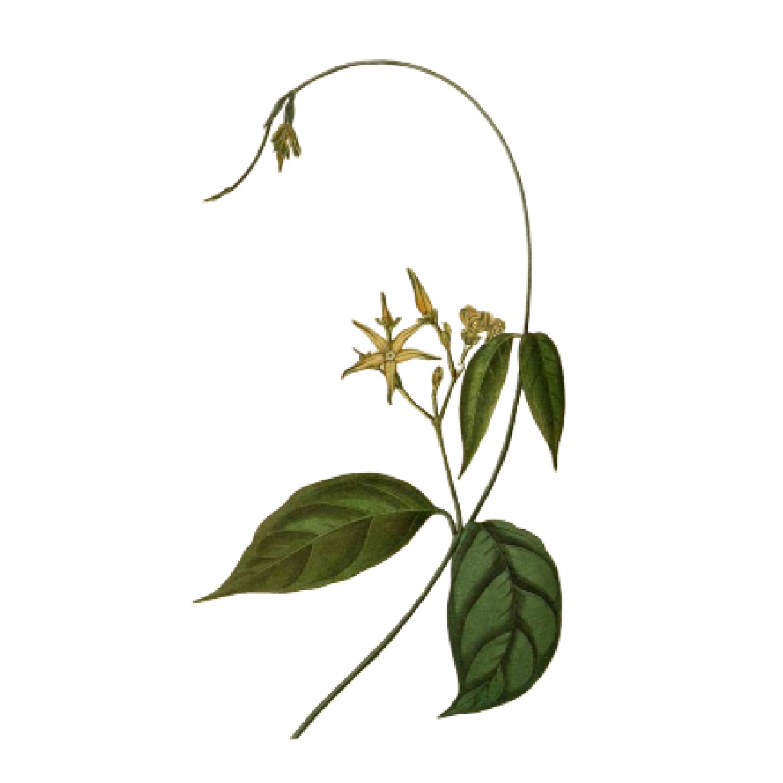 Cryptolepis sanguinolenta seedlings