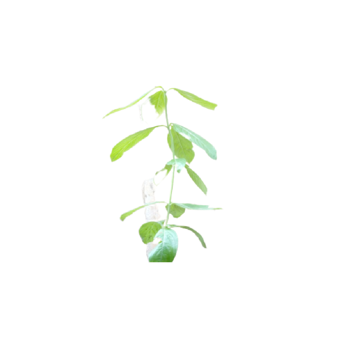 Lippia seedlings