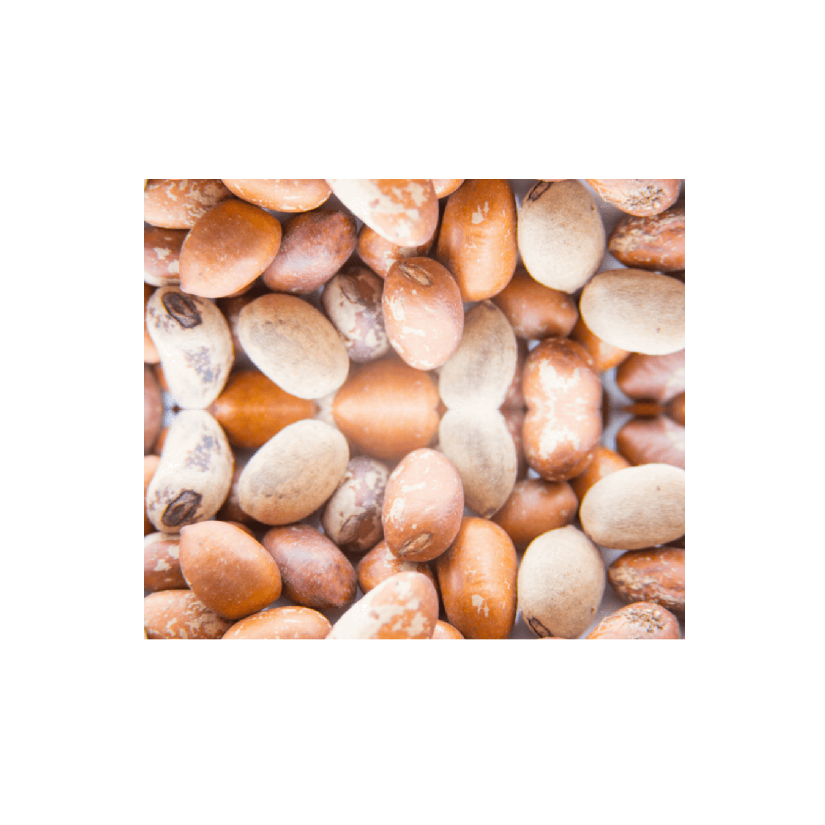 African nutmeg- Monodora(150g)