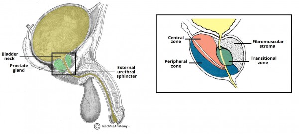 The Prostate gland is the G-spot in men, Dr. Nyarkotey - Rafamall