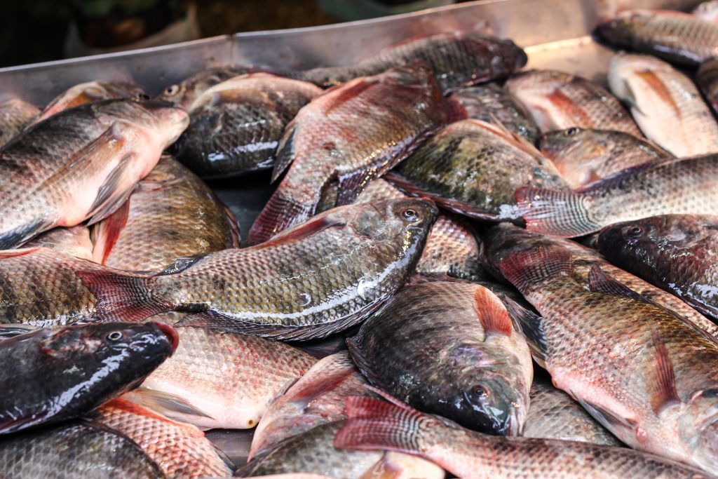 Is Tilapia Worst Than Eating Red Meat? rafaMALL