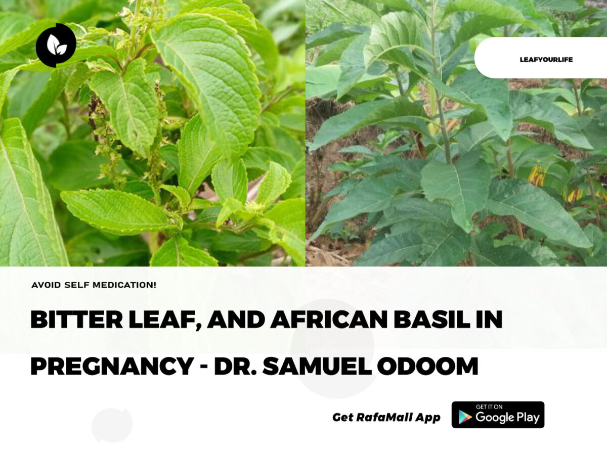 Bitter Leaf And African Basil In Pregnancy Dr Samuel Odoom