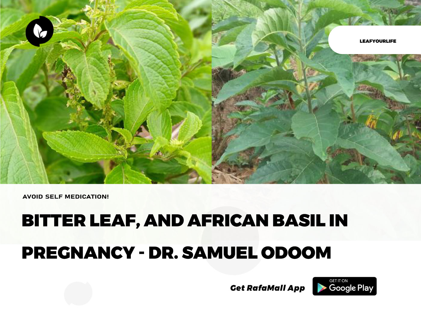 Bitter Leaf, And African Basil In Pregnancy Dr Samuel Odoom Rafamall