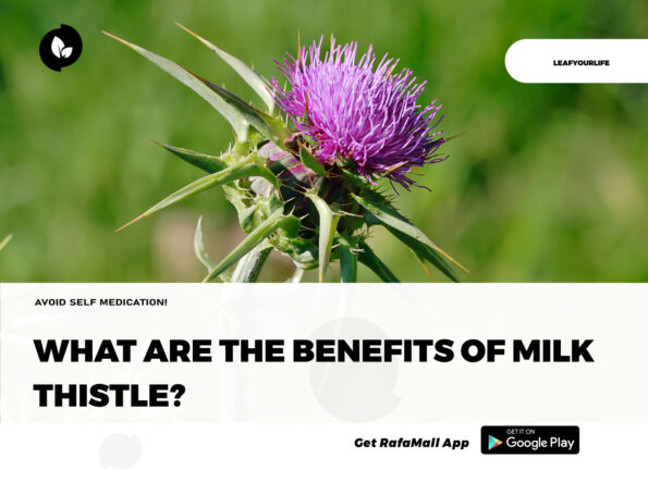 What Are The Benefits of Milk Thistle Rafamall